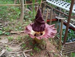 Bunga Bangkai Tumbuh Di Desa Jaya Mukti Cikarang Pusat Kabupaten Bekasi