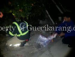Petugas Damkar Evakuasi Sarang Tawon Vespa Di Tambun Utara