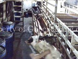 Warga Resah Maraknya Maling Kambing Di Desa Karangmukti Karangbahagia.